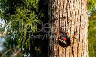 Baby pileated woodpecker chick Hylatomus pileatus peeks out of i