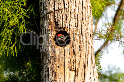 Baby pileated woodpecker chick Hylatomus pileatus peeks out of i