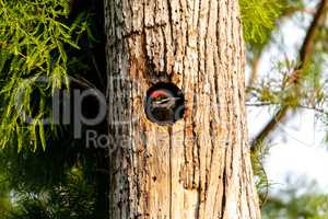 Baby pileated woodpecker chick Hylatomus pileatus peeks out of i