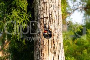 Baby pileated woodpecker chick Hylatomus pileatus peeks out of i