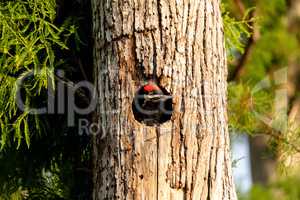 Baby pileated woodpecker chick Hylatomus pileatus peeks out of i