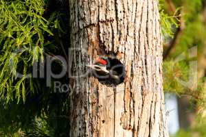 Baby pileated woodpecker chick Hylatomus pileatus peeks out of i