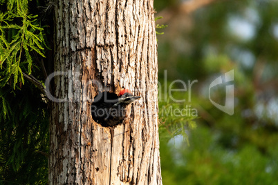 Baby pileated woodpecker chick Hylatomus pileatus peeks out of i