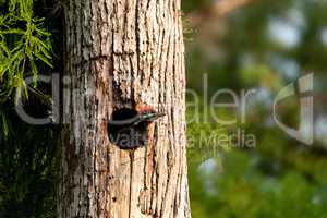 Baby pileated woodpecker chick Hylatomus pileatus peeks out of i