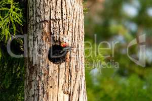 Baby pileated woodpecker chick Hylatomus pileatus peeks out of i