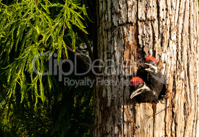 Baby pileated woodpecker chick Hylatomus pileatus peeks out of i