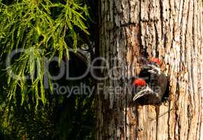 Baby pileated woodpecker chick Hylatomus pileatus peeks out of i