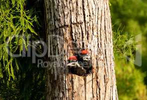 Baby pileated woodpecker chick Hylatomus pileatus peeks out of i