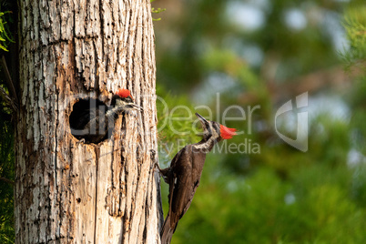 Adult pileated woodpecker Hylatomus pileatus feeds its chick