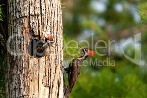 Adult pileated woodpecker Hylatomus pileatus feeds its chick