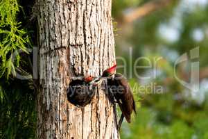 Adult pileated woodpecker Hylatomus pileatus feeds its chick