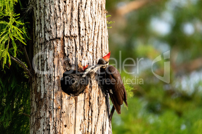 Adult pileated woodpecker Hylatomus pileatus feeds its chick