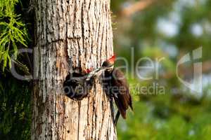 Adult pileated woodpecker Hylatomus pileatus feeds its chick