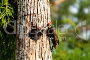 Adult pileated woodpecker Hylatomus pileatus feeds its chick