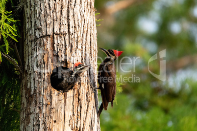 Adult pileated woodpecker Hylatomus pileatus feeds its chick