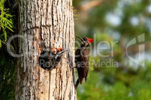 Adult pileated woodpecker Hylatomus pileatus feeds its chick