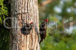 Adult pileated woodpecker Hylatomus pileatus feeds its chick