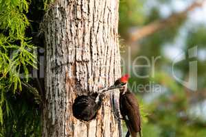 Adult pileated woodpecker Hylatomus pileatus feeds its chick