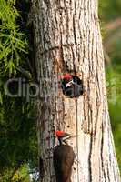 Adult pileated woodpecker Hylatomus pileatus feeds its chick