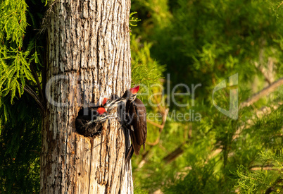 Adult pileated woodpecker Hylatomus pileatus feeds its chick