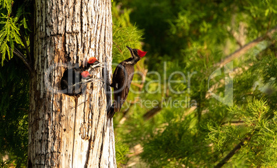 Adult pileated woodpecker Hylatomus pileatus feeds its chick