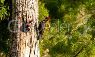 Adult pileated woodpecker Hylatomus pileatus feeds its chick