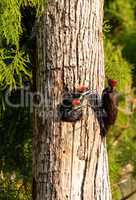 Adult pileated woodpecker Hylatomus pileatus feeds its chick