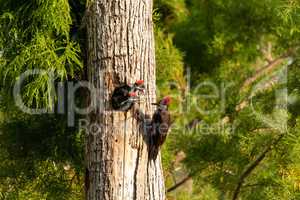 Adult pileated woodpecker Hylatomus pileatus feeds its chick