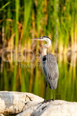 Great blue heron wading bird Ardea herodias