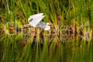 Great egret Ardea alba bird flies