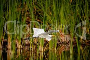 Great egret Ardea alba bird flies