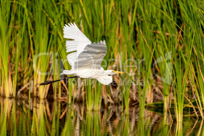 Great egret Ardea alba bird flies