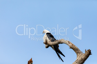 White and grey male swallow-tailed kite Elanoides forficatus per