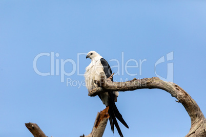 White and grey male swallow-tailed kite Elanoides forficatus per