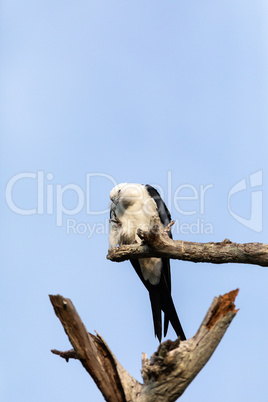 White and grey male swallow-tailed kite Elanoides forficatus per