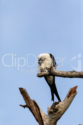 White and grey male swallow-tailed kite Elanoides forficatus per