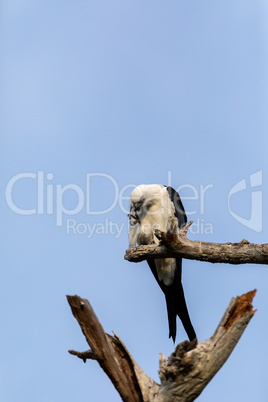 White and grey male swallow-tailed kite Elanoides forficatus per