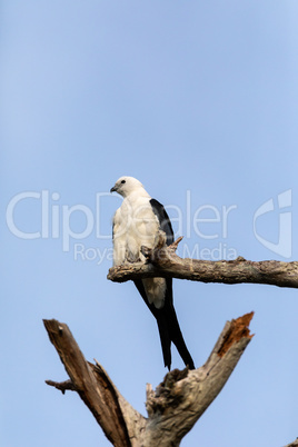 White and grey male swallow-tailed kite Elanoides forficatus per