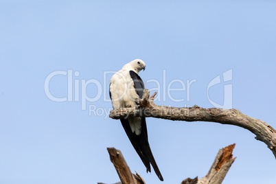 White and grey male swallow-tailed kite Elanoides forficatus per