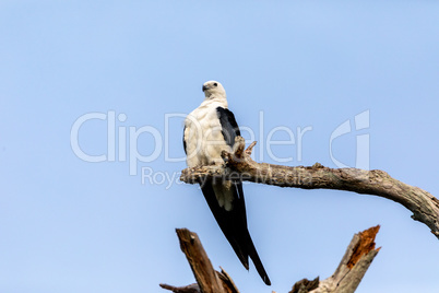 White and grey male swallow-tailed kite Elanoides forficatus per