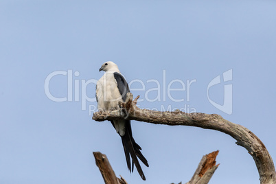 White and grey male swallow-tailed kite Elanoides forficatus per