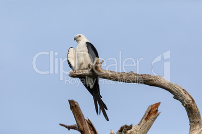 White and grey male swallow-tailed kite Elanoides forficatus per