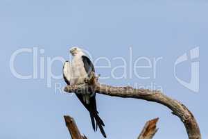 White and grey male swallow-tailed kite Elanoides forficatus per