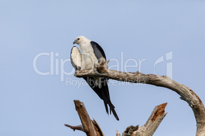 White and grey male swallow-tailed kite Elanoides forficatus per