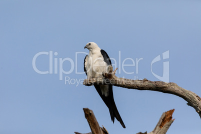 White and grey male swallow-tailed kite Elanoides forficatus per