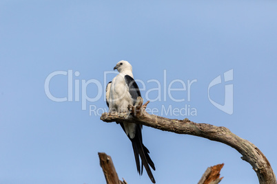 White and grey male swallow-tailed kite Elanoides forficatus per