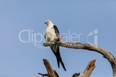 White and grey male swallow-tailed kite Elanoides forficatus per