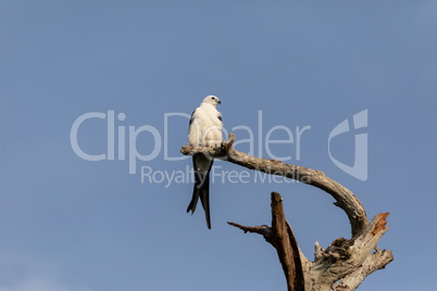 White and grey male swallow-tailed kite Elanoides forficatus per