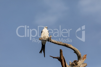 White and grey male swallow-tailed kite Elanoides forficatus per