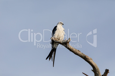 White and grey male swallow-tailed kite Elanoides forficatus per